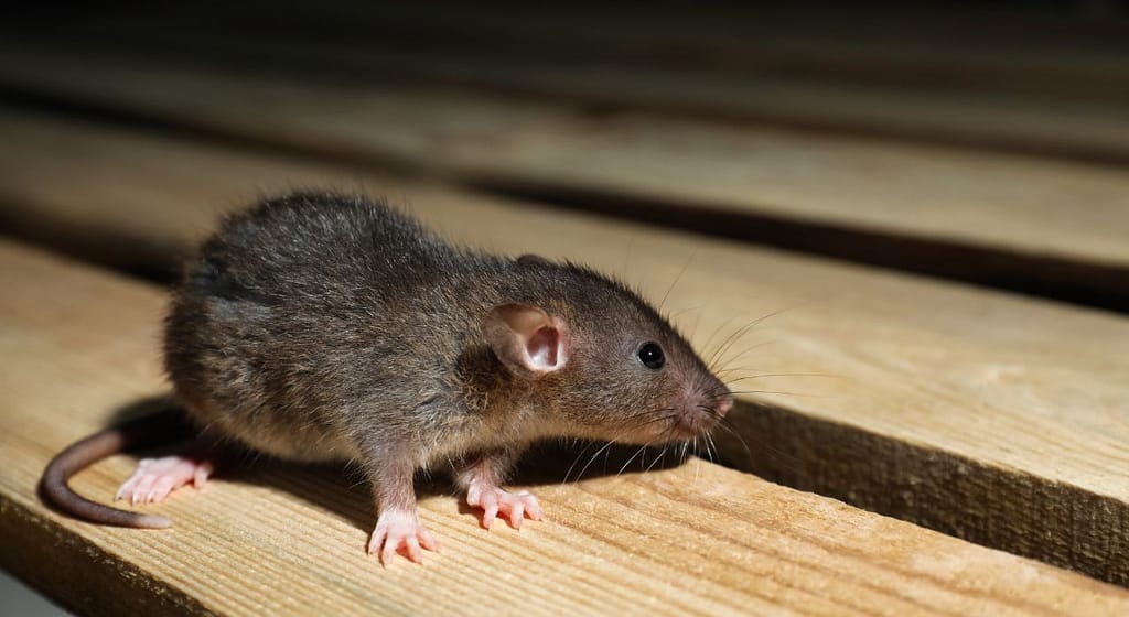 Certifications et agréments des entreprises de dératisation - exo7