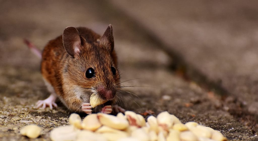 Les rats et souris principaux responsables des infestations à Paris - exo7