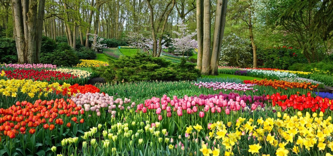 Lire la suite à propos de l’article Aménagement de jardin dans l&rsquo;Oise : Faites de votre espace vert un havre de paix