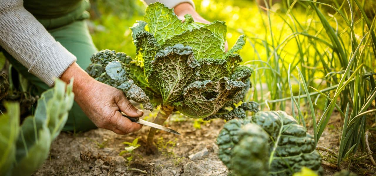 Lire la suite à propos de l’article Permaculture en Jardinerie : Techniques et Astuces pour un Jardin Autonome